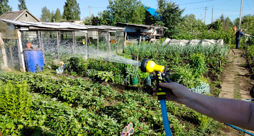 Сибирские грядки: как древний метод выращивания овощей в суровом климате стал основой мировой агротехники