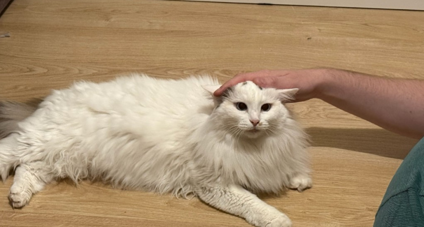 Не только ради еды: почему кошки будят хозяев по утрам - должен знать каждый владелец