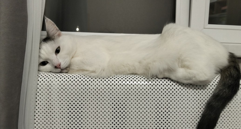 Эти позы спящей кошки должны насторожить владельца. Вот что они значат - запомните раз и на всю жизнь