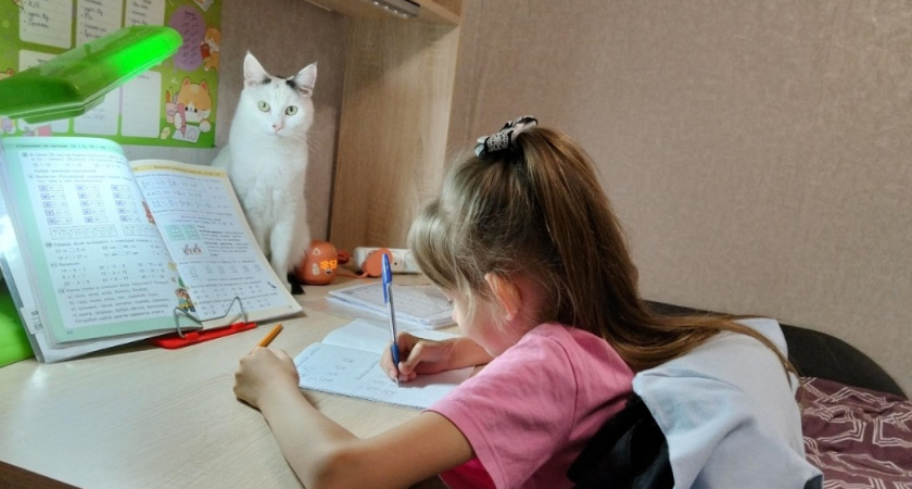 Почему кошка приносит игрушки к миске с едой - обязан знать каждый хозяин 