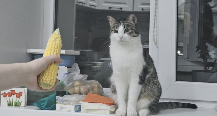 Переживают ли кошки потерю сородича - ветеринары дали точный ответ. Запомните раз и на всю жизнь