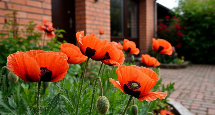  12 очаровательных цветов, которые сеют без рассады: украсят любую дачу и сад