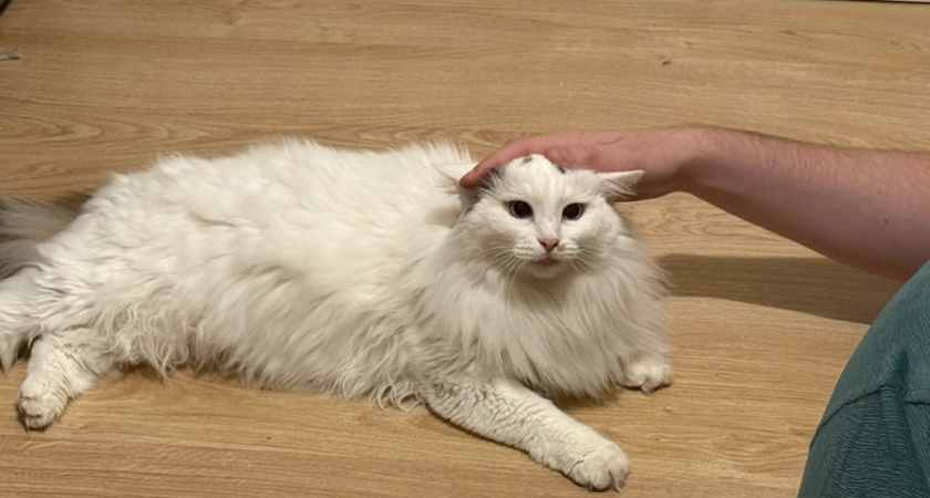 Почему кошка занимает место хозяина - запомните раз и на всю жизнь