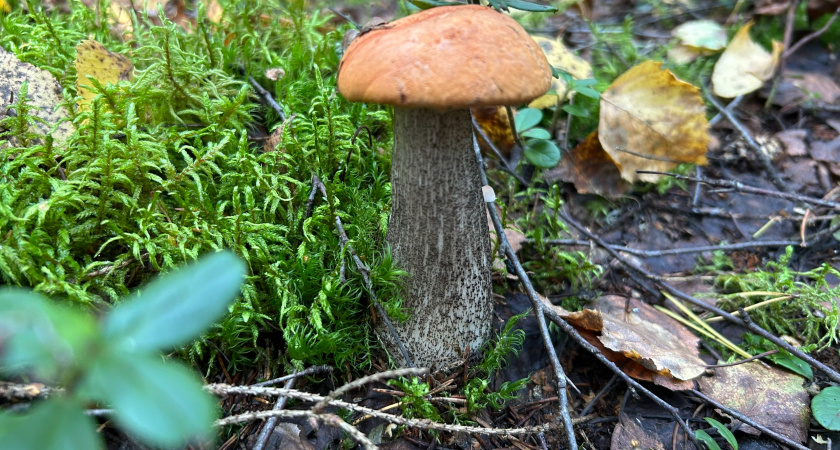 Собрала осенние грибы на жарку - в корзине оказалось 18 видов: показываю всю добычу и делюсь секретами сбора