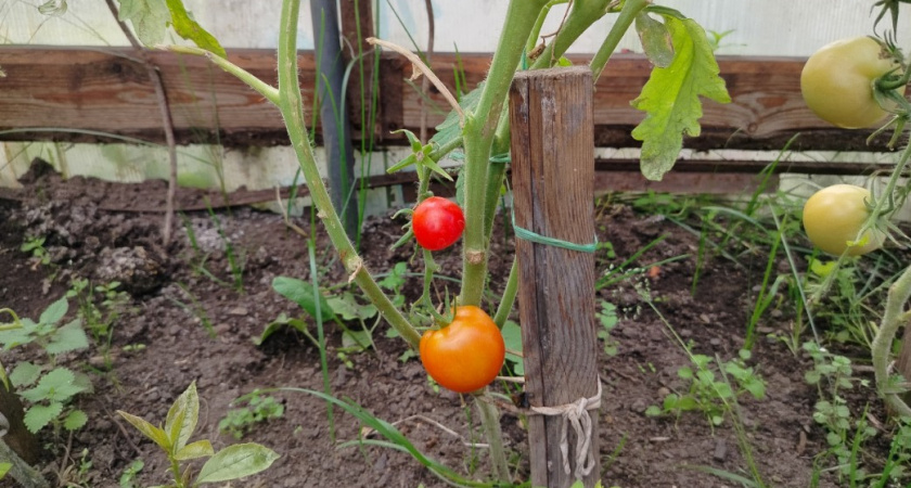 Сажаю только эти помидоры и всем советую - 6 лучших сортов, которые плодоносят до морозов