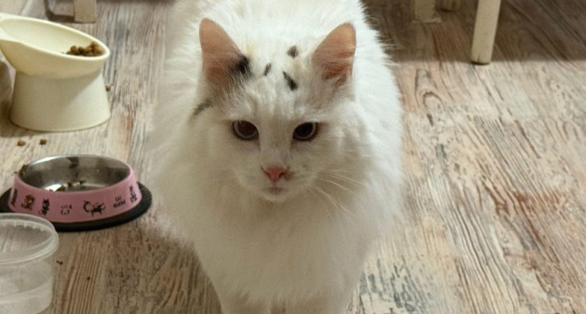 Никогда не запрещайте кошке эти 5 вещей - быть беде. Об этом должен знать каждый владелец