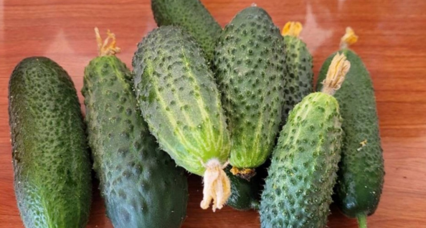 Правильно храню огурцы - и наслаждаюсь их хрустом несколько недель. Жаль, что узнала об этом только сейчас 