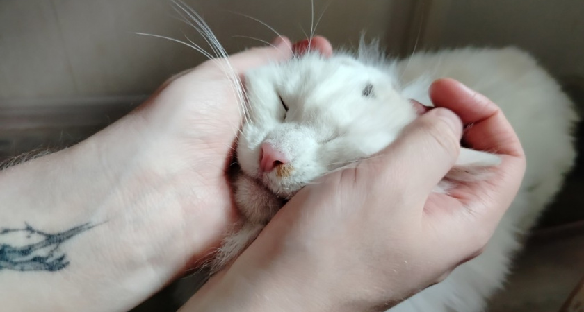 5 мест, где никогда нельзя гладить кошку. На заметку всем владельцам