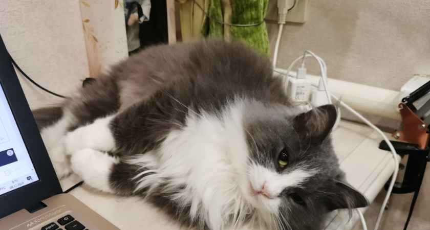 Что кошка никогда не простит хозяину: 3 главных запрета