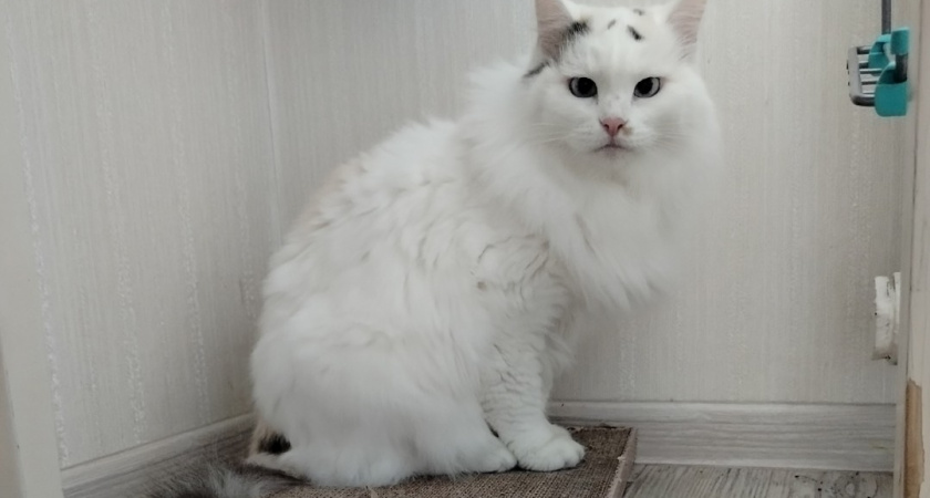 Что на самом деле думает кошка, когда вы ее целуете в лоб или нос - должен знать каждый владелец 