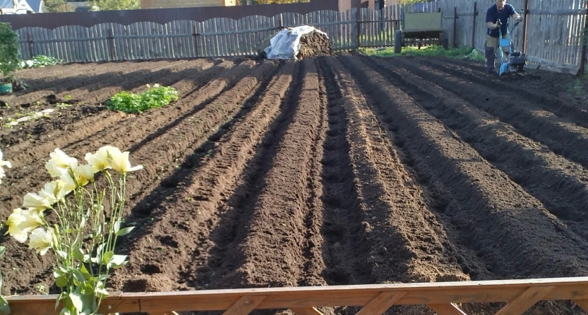 1 стакан этой «муки» заменяет 17 кг навоза. Раскидываю даже по снегу — и весной земля жирнее чернозема