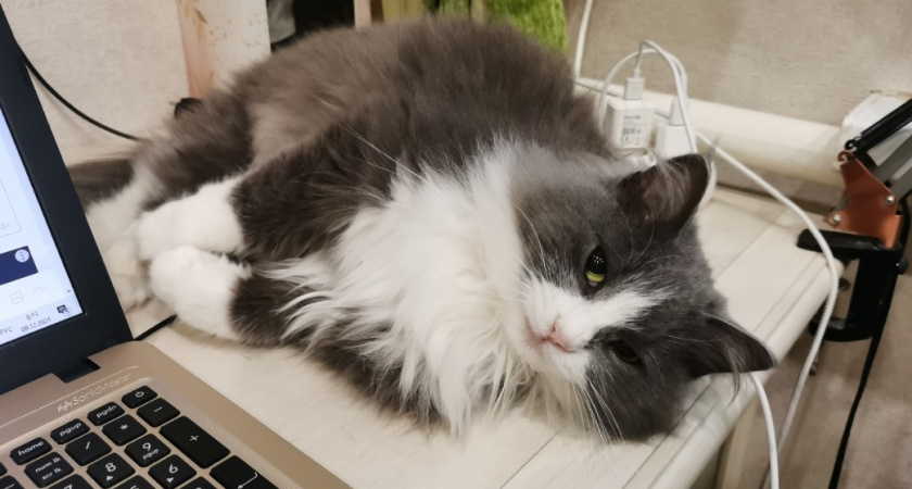 Благодарны ли уличные коты за то, что их забрали домой. Запомните раз и на всю жизнь 