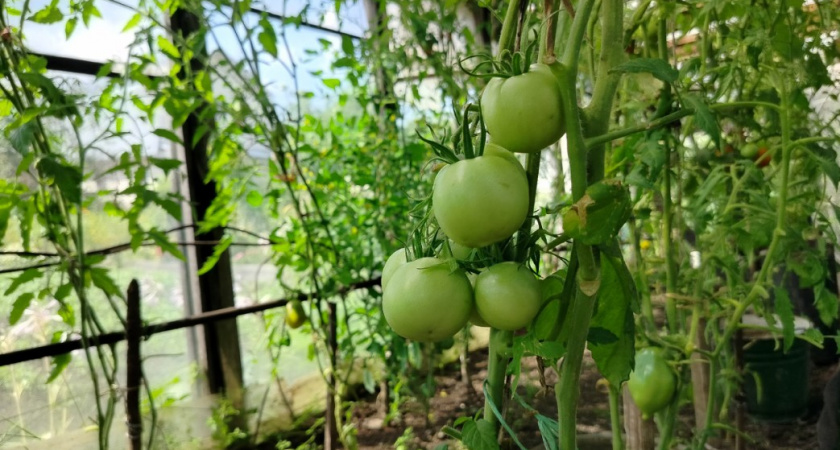 Эти томаты растут в любом регионе России: 6 лучших сортов - буду сажать только их