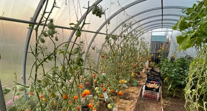 Весенний форсаж начинается в ноябре: один «био-пирог» в грядке — и урожай придет на 3 недели раньше, чем у соседей