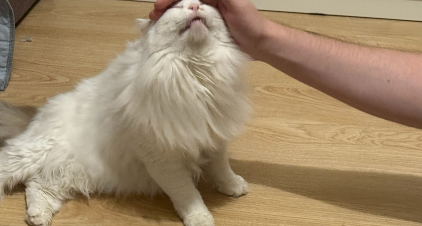 Ветеринар объяснил, почему кошка оставляет кусочки корма в миске, съедая только желе