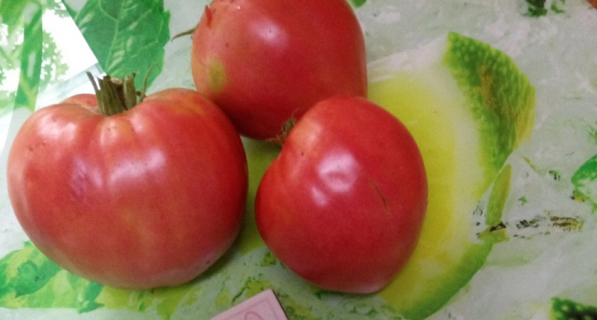 Проверяю семена мясистых томатов сразу в магазине: есть эти 5 признаков - отказываюсь от покупки сразу 