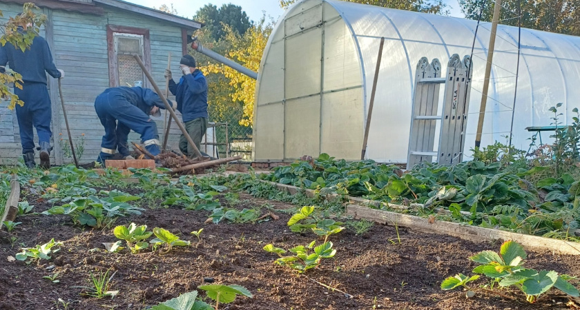 В Кировской области увеличивают площади для выращивания овощей