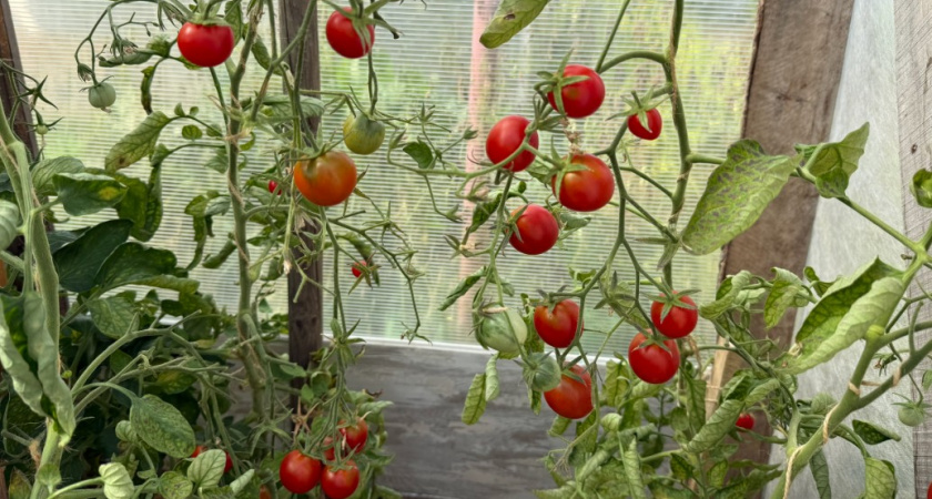 За этим сортом выстроилась очередь - отменные томаты: по 8 кг с куста, а хлопот - минимум 