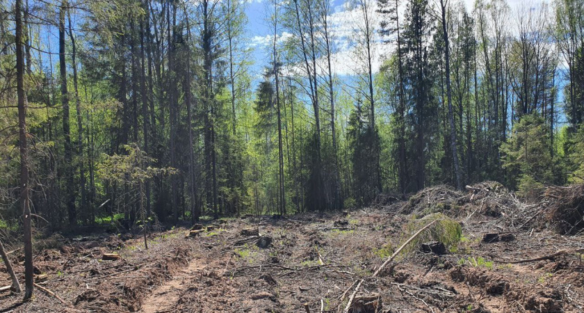 Нолинский лесоруб избежал реального срока, полностью оплатив ущерб в 500 тысяч рублей