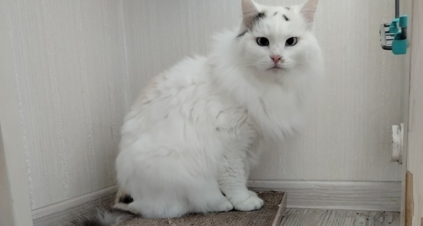 Как отучить кошку будить в 5 утра - без криков и истерик: запомните этот метод раз и навсегда