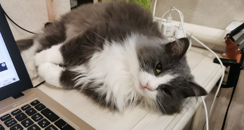 Кошки ненавидят эти звуки - воспринимают как угрозу. Запомните раз и на всю жизнь