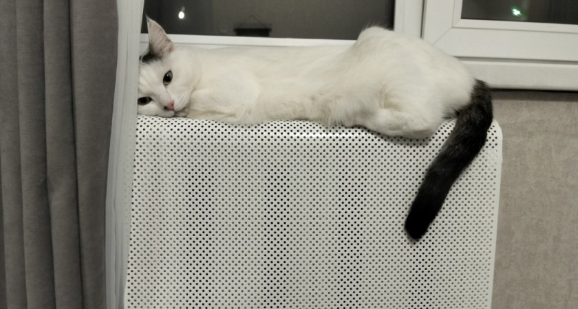 Кошка воспринимает эти 6 вещей как страшное предательство. Должен знать каждый владелец