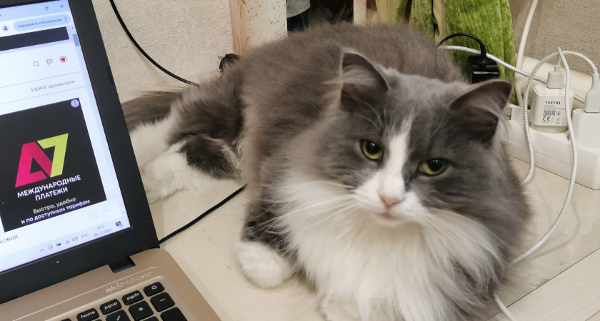 Ночной марш-бросок по квартире в 03:00: почему кошки устраивают скачки именно ночью?