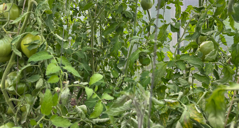 Проверено холодом: нашел 5 "мясных" сортов томатов, которые дают урожай при –1° и не требуют обогрева - идеально для теплицы