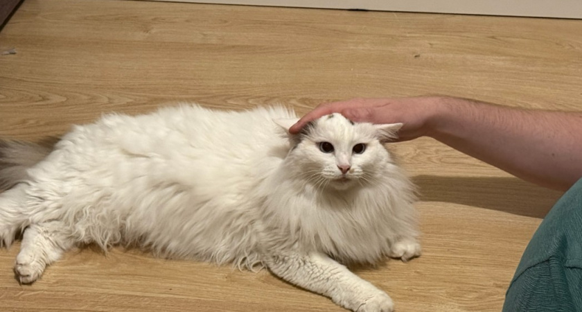 Чего кошки боятся на самом деле - про эти 5 вещей обязан знать каждый владелец