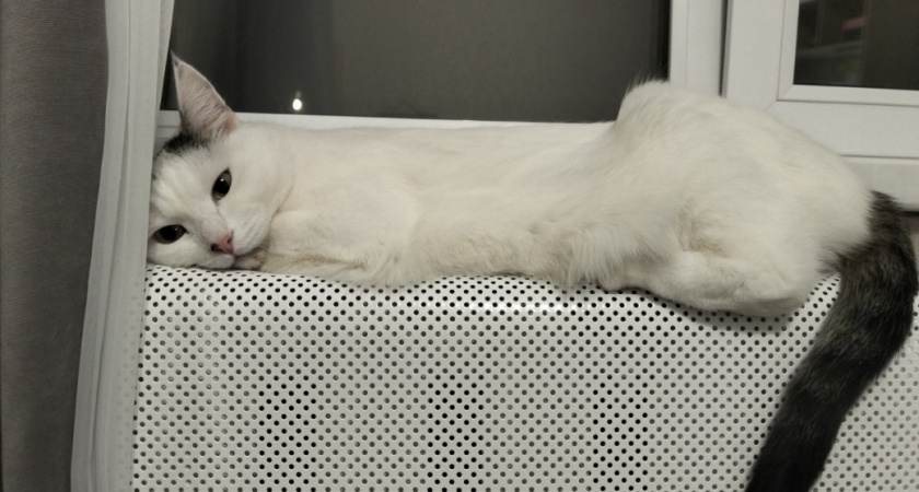 О чем думает кошка, когда хозяин ее ругает - запомните раз и навсегда