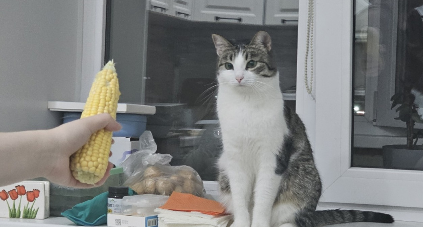 Как понять, что кошке скучно: 6 тревожных сигналов, которые упускают почти все хозяева