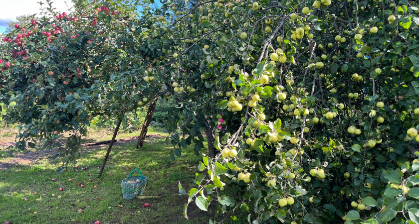 Осенняя «таблетка» для яблони: кладу под корень — и парши не видно 5 лет. Секрет, о котором молчат соседи