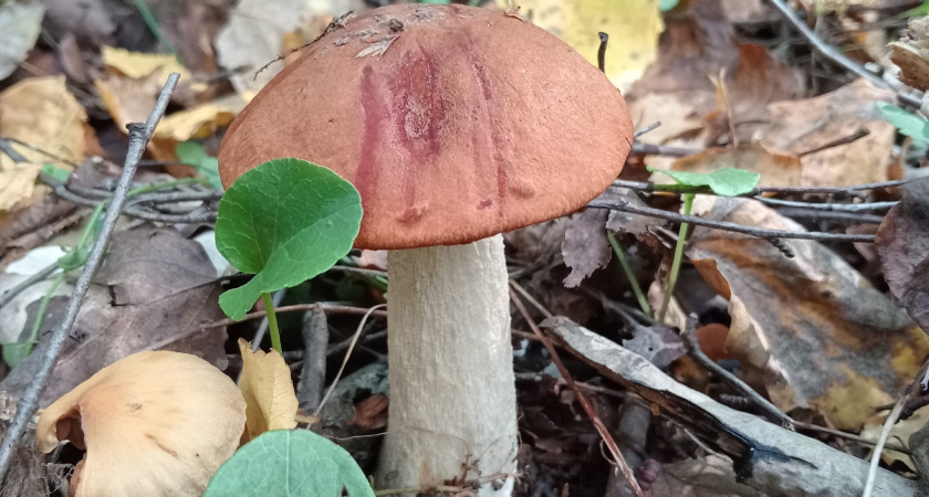 Это знают только бывалые: простое правило, которое приведет вас к грибным местам в любом лесу