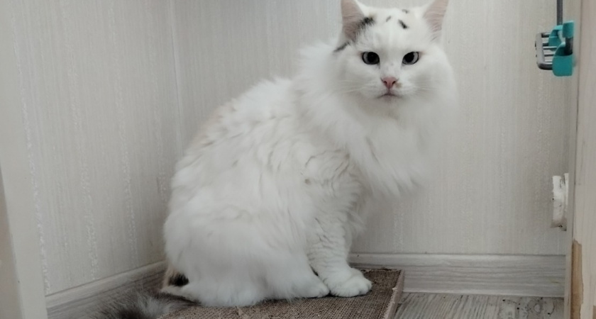 Почему после лотка кошки бегают по квартире сломя голову - на заметку каждому владельцу