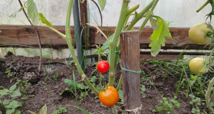 Собираю яркие и вкусные томаты даже в ноябре - знаю 1 секрет: даже теплицу не грею