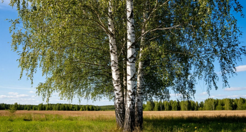 Почему березу не стоит сажать рядом с домом - запомните раз и на всю жизнь. Этому правилу следовали еще наши предки