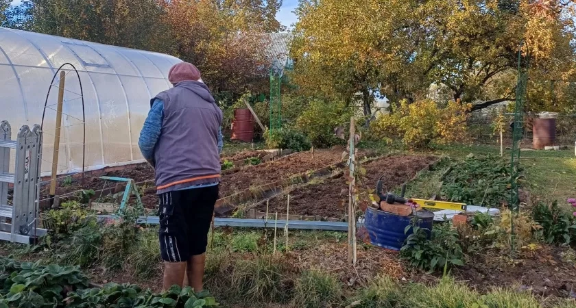 Всего 10 минут работы с опавшими листьями — и грядки станут мягкими, как пух: секрет, который старые садоводы передавали шёпотом