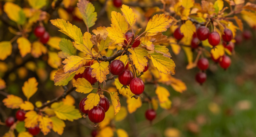 Ноябрь — как кнопка «перезагрузки» для крыжовника: что нужно обрезать сейчас, чтобы летом собирать ягоды величиной с абрикос