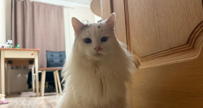 Почему кошка закапывает еду - обязан знать каждый хозяин