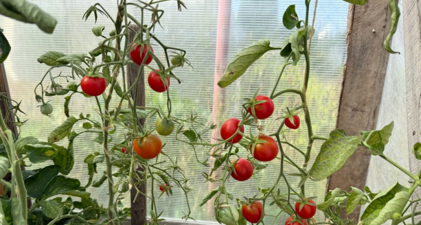 Купленные семена томатов никогда не будут соответствовать описанию - и вот почему. Опытный дачник раскрыл секрет 