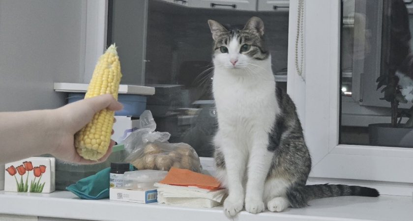 Нравится ли кошкам, когда им поют - ученые поставили точку в вопросе 