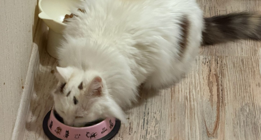 Что делать, если кошка отказывается пить воду. Должен знать каждый владелец