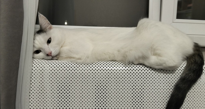 Вашу кошку это бесит: 7 привычек владельца, которые раздражают питомца. Должен знать каждый