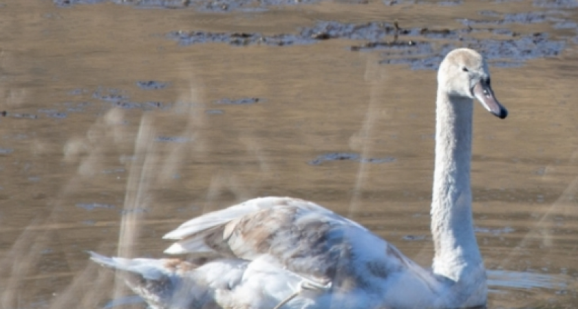 В Уржумском районе спасают лебедей с врожденной патологией крыльев