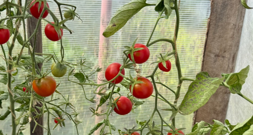 Не помидоры, а подарок: выращиваю 3 низкорослых сорта без всяких хлопот и подвязок - на выходе получаю 3 кг с куста