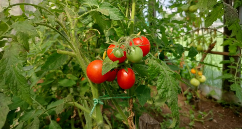 4 сорта помидоров, которые точно посажу на следующий год - не ухаживаю, а томаты все равно прут