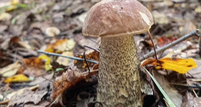 Фото к статье: Можно ли есть червивые грибы, если их отварить и вымочить - кандидат наук объяснил