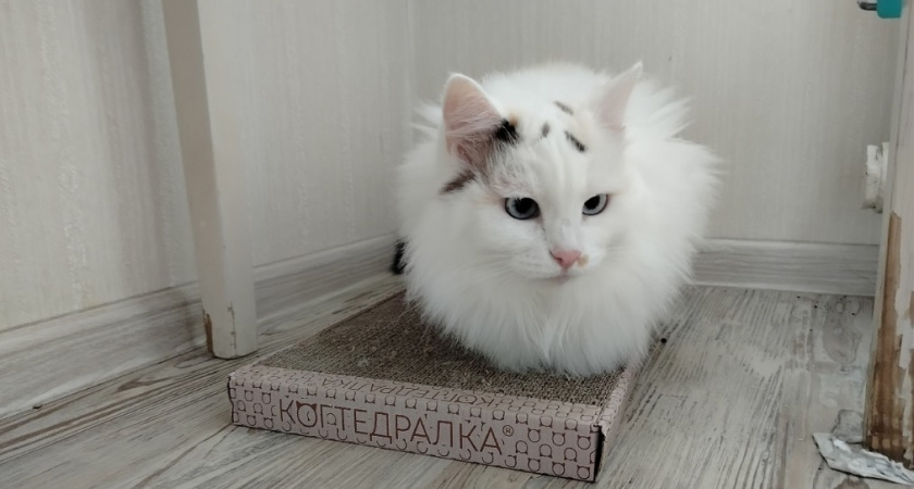 Кошки тянутся только к этим 3 типам людей - других даже не уважают. Проверьте себя в списке