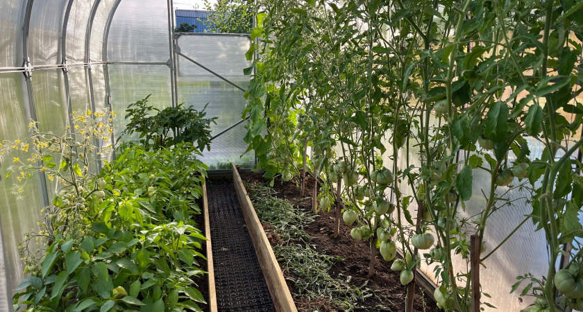 Разложил по грядкам дешёвую специю — и коты сбежали, сверкая пятками: больше никакого туалета в моем огороде