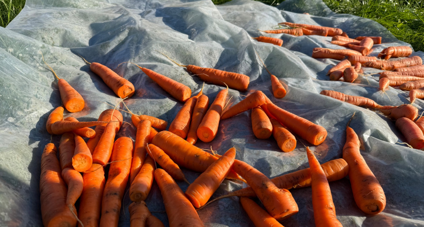 Как я храню морковь и свеклу, чтобы они были как свежие до нового урожая